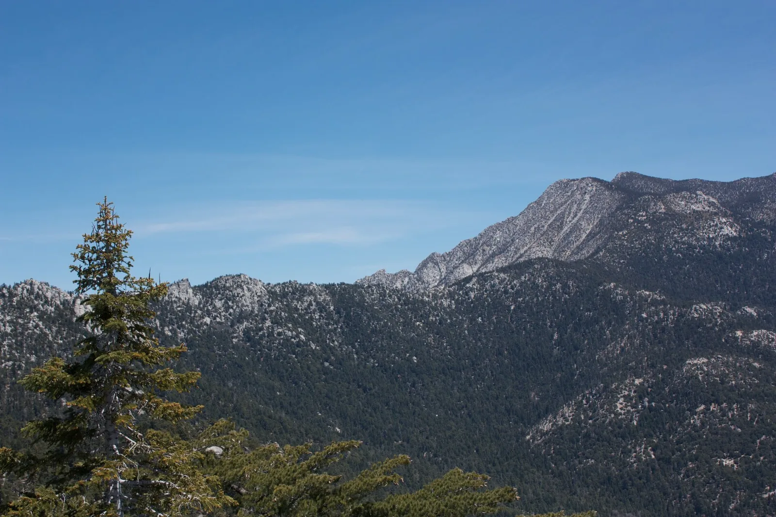 San Jacinto Peak and Abies concolor subsp. lowiana — Idyllwild airbnb marketing