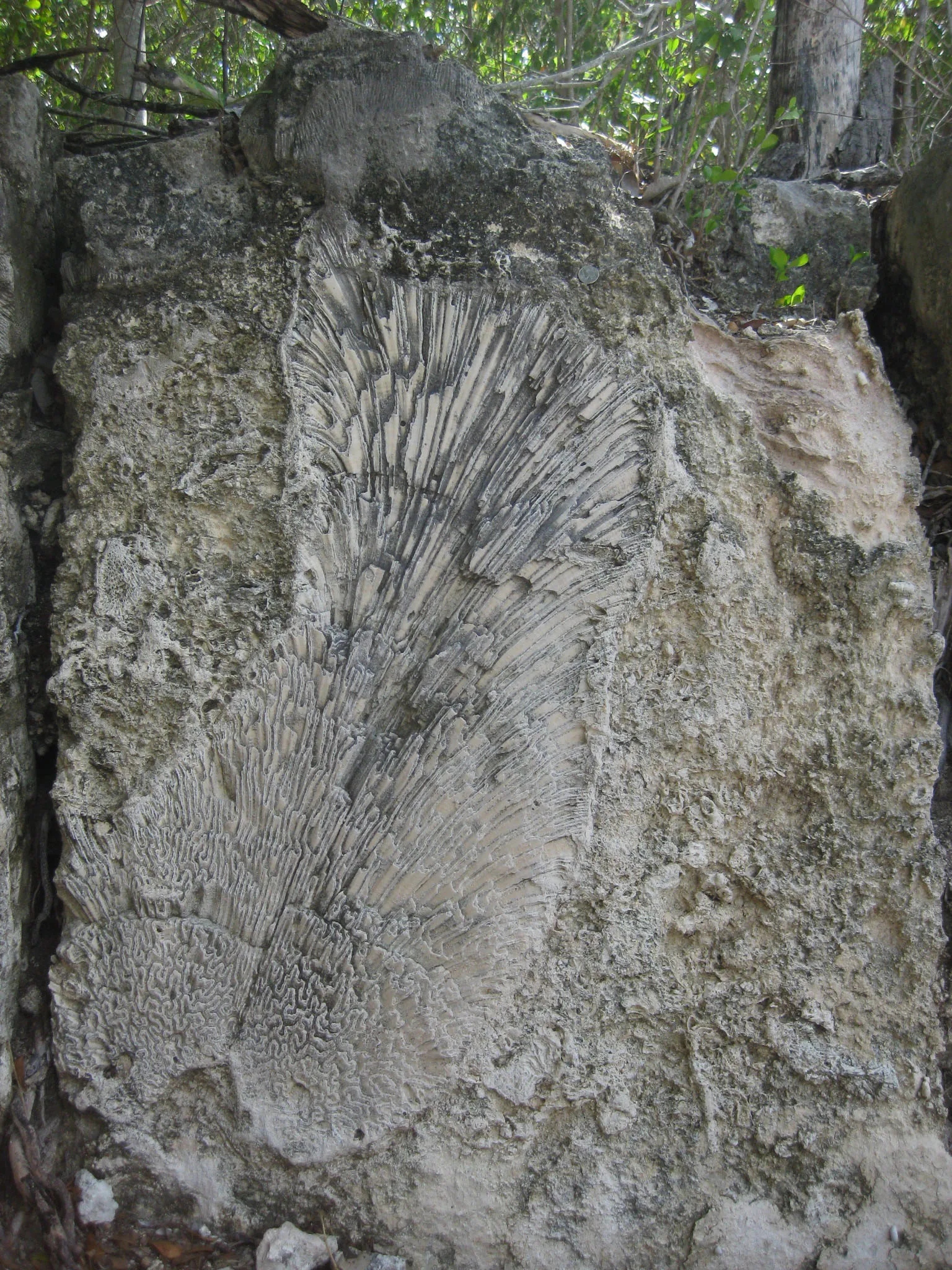 Fossil Reef Windley Key 1 — Islamorada airbnb marketing