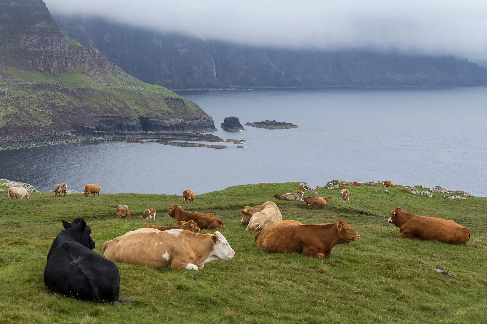 Cattle near Neist Point Lighthouse — Isle of Skye airbnb marketing