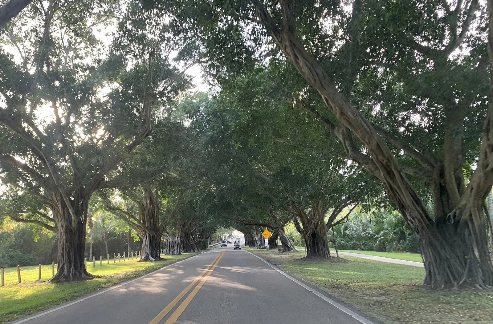 Banyan canopy, Hobe Sound — Jupiter Island airbnb marketing