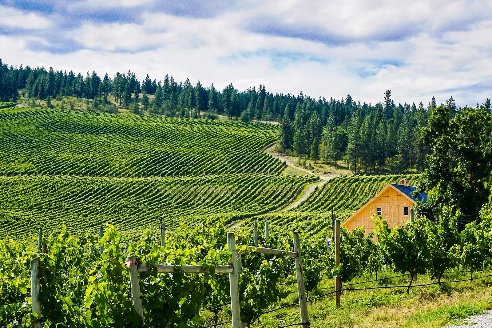 Okanagan vineyards — Kelowna airbnb marketing