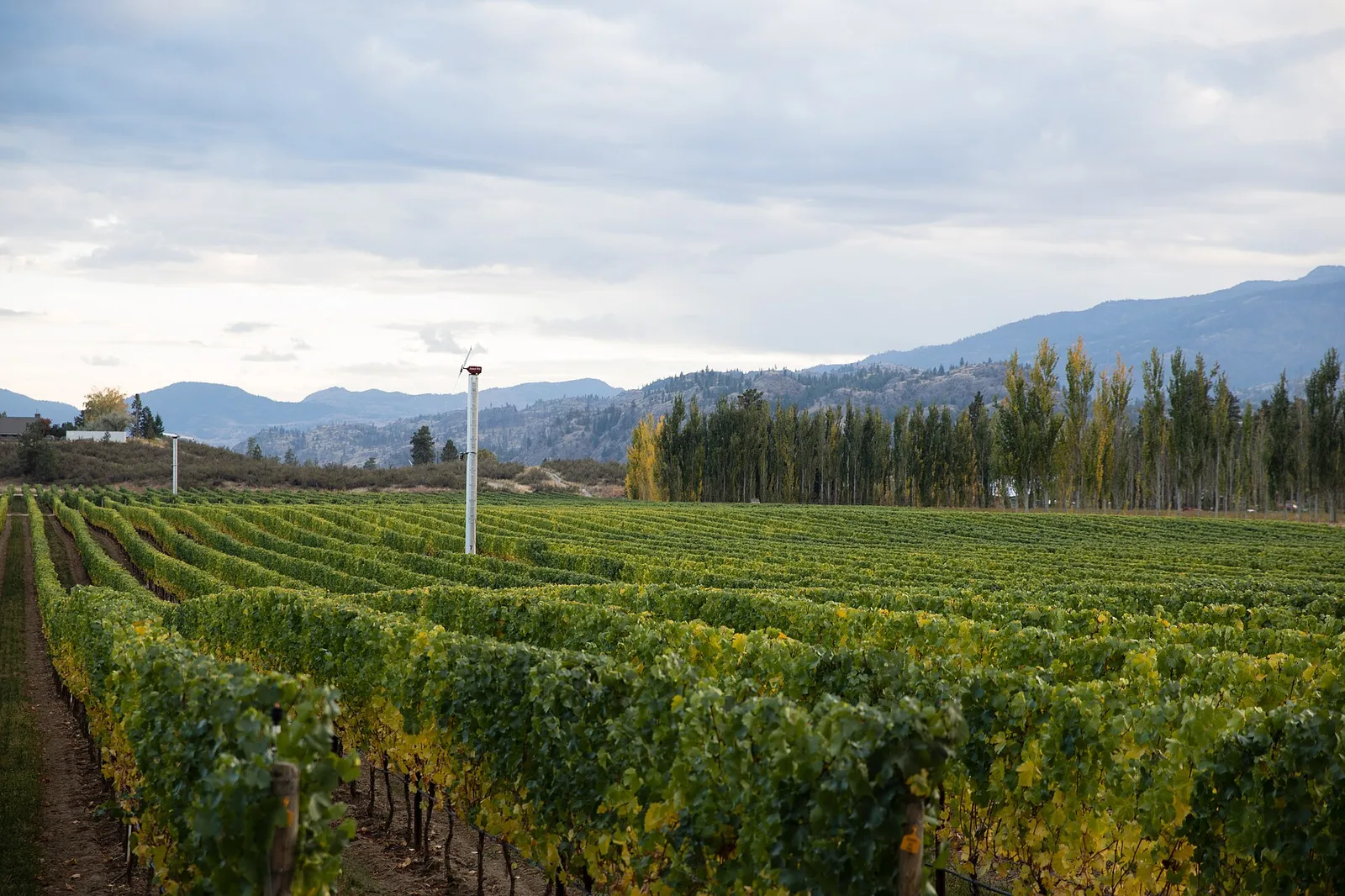 Vineyards of Covert Farms 02 — Kelowna airbnb marketing
