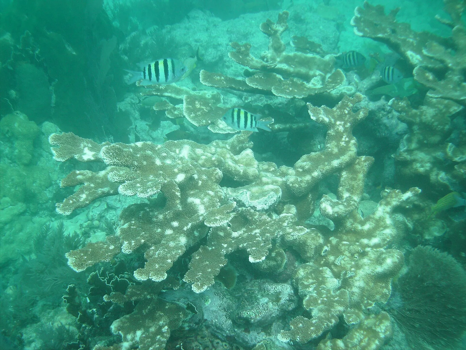 Elkhorn coral 8 Molasses Reef — Key Largo airbnb marketing