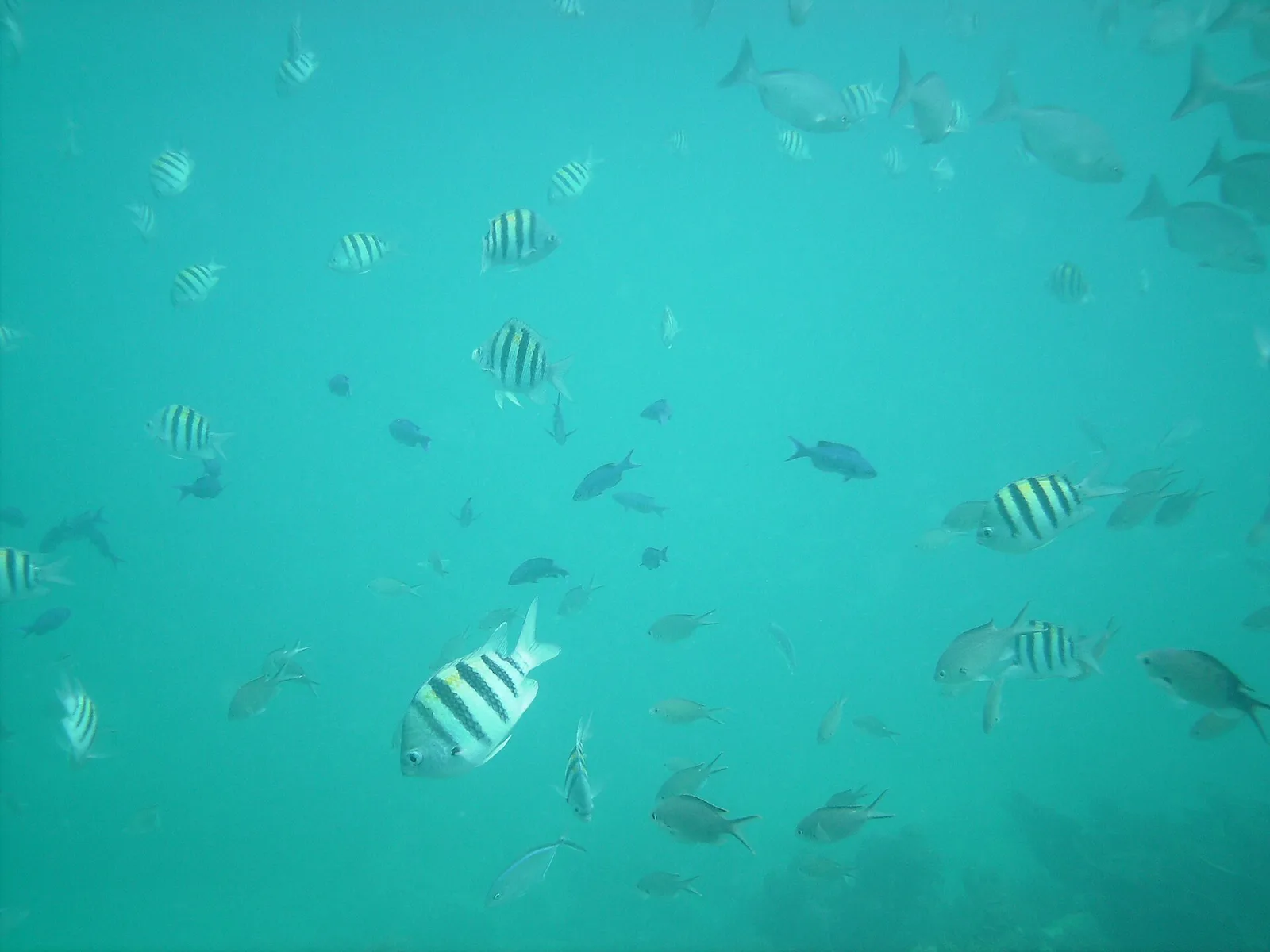 Fish at Molasses Reef — Key Largo airbnb marketing