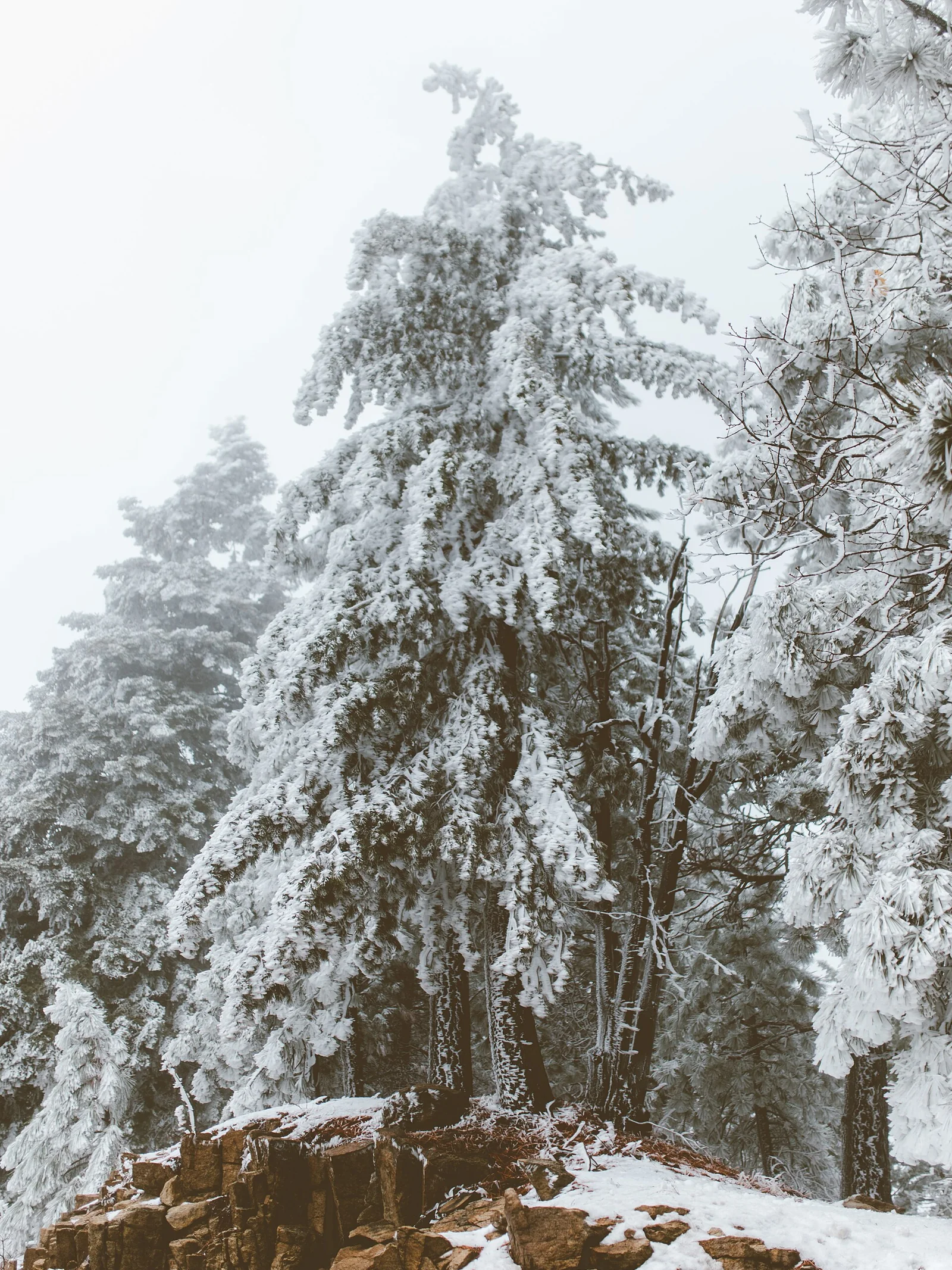 Winter trail, Lake Arrowhead — Lake Arrowhead airbnb marketing