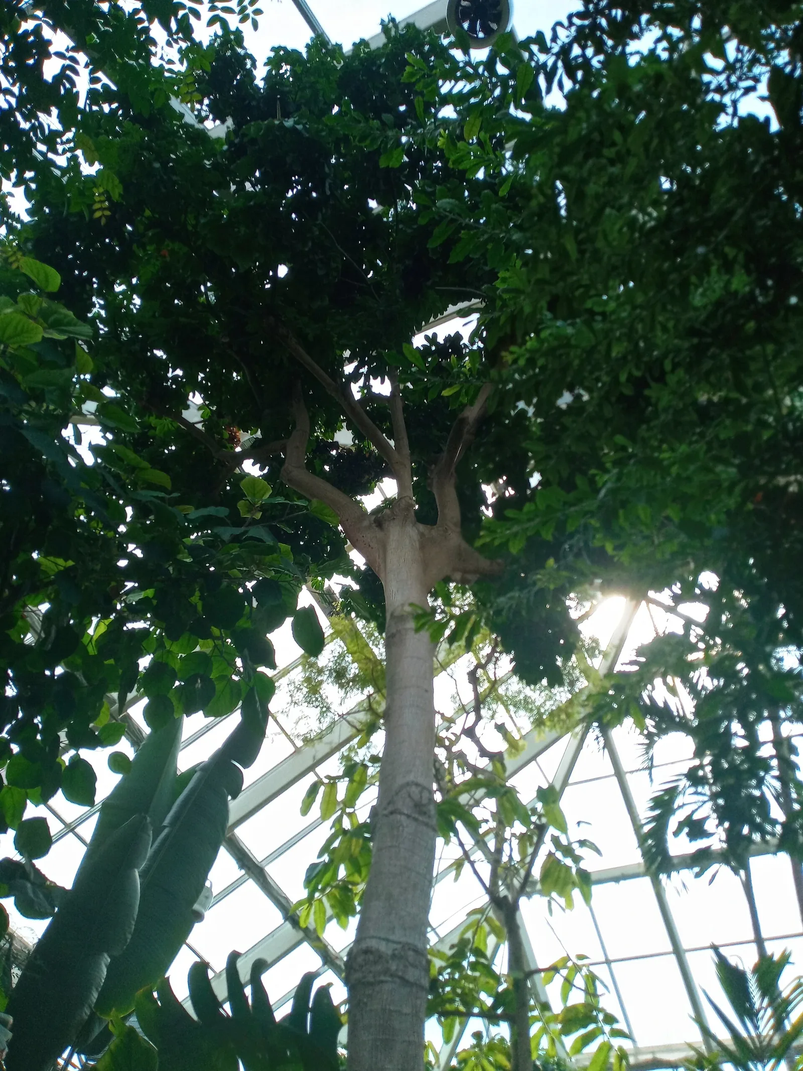 Pachira Aquatica At Olbrich — Madison Wisconsin isthmus capitol