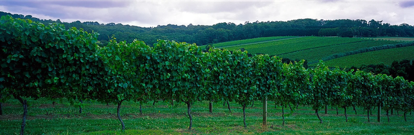 Mornington Peninsula vineyard — Mornington Peninsula airbnb marketing