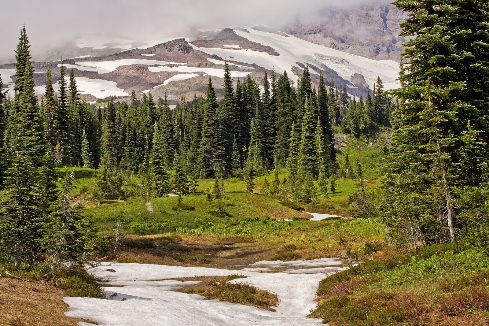 Abies lasiocarpa — Mount Hood airbnb marketing