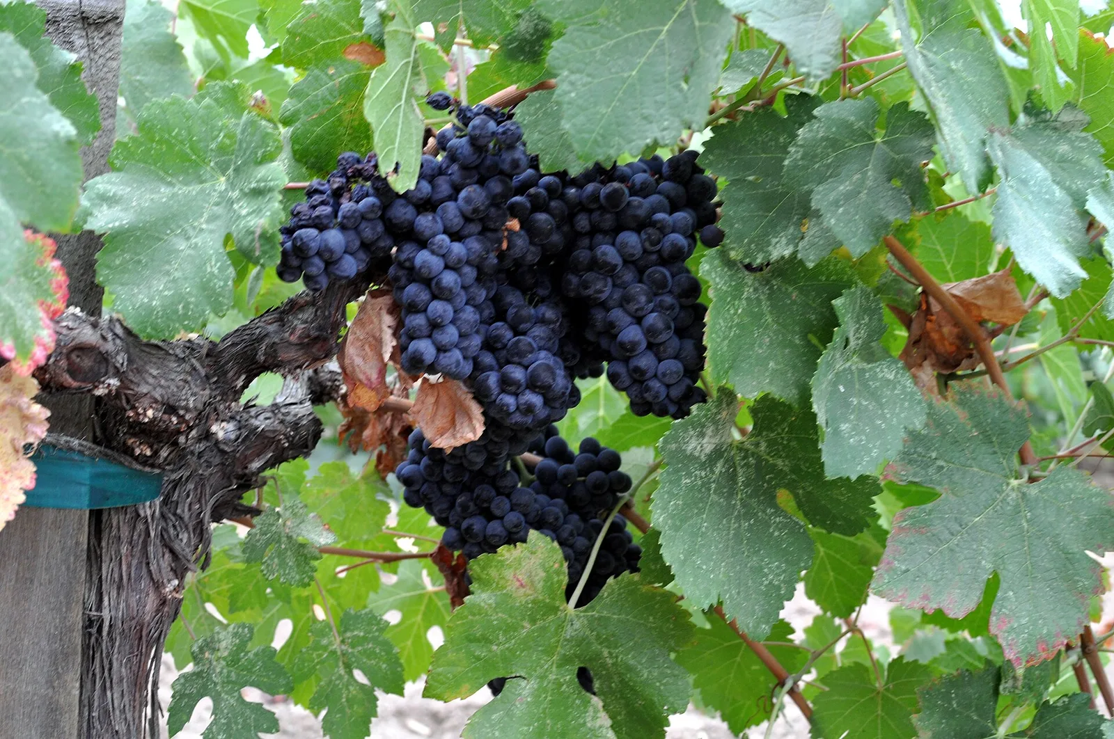 Napa Valley grapes Photo Don Ramey Logan 02 — Napa Valley airbnb marketing