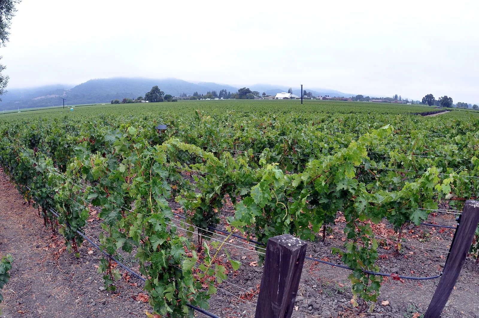 Napa Valley OpusVines Photo Don Ramey Logan 01 — Napa Valley airbnb marketing