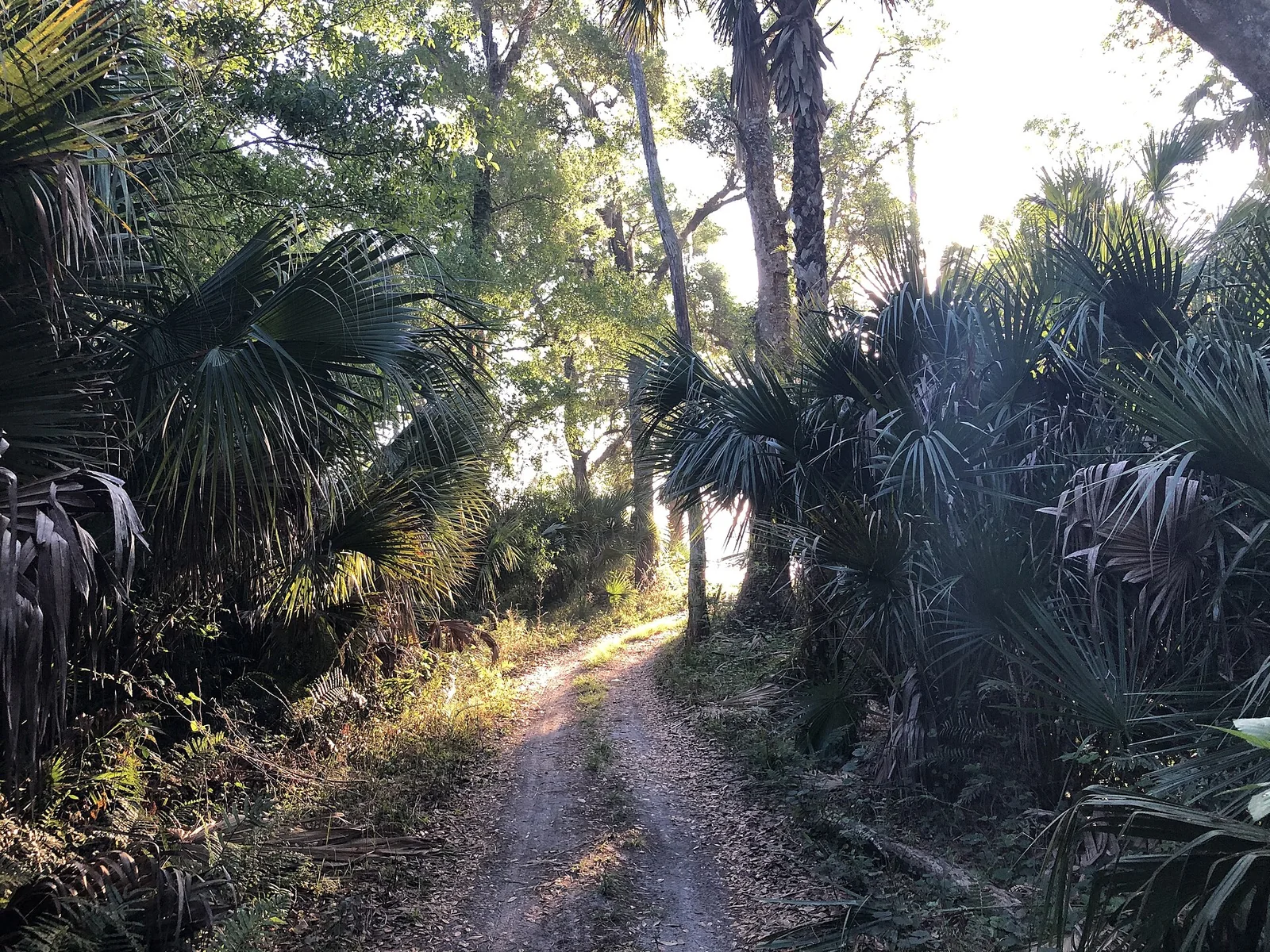 Subtropical forest trail, New Smyrna Beach — New Smyrna Beach airbnb marketing