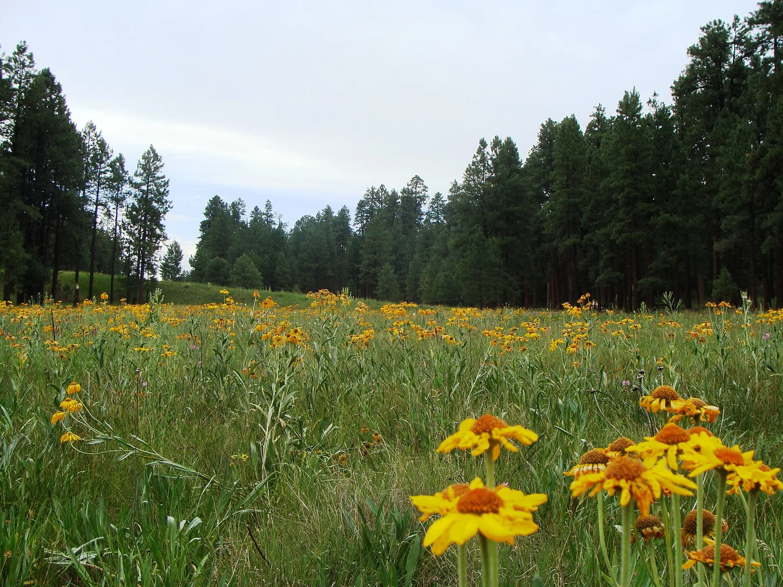 Apache Sitgreaves Nima2 — Pinetop-Lakeside airbnb marketing