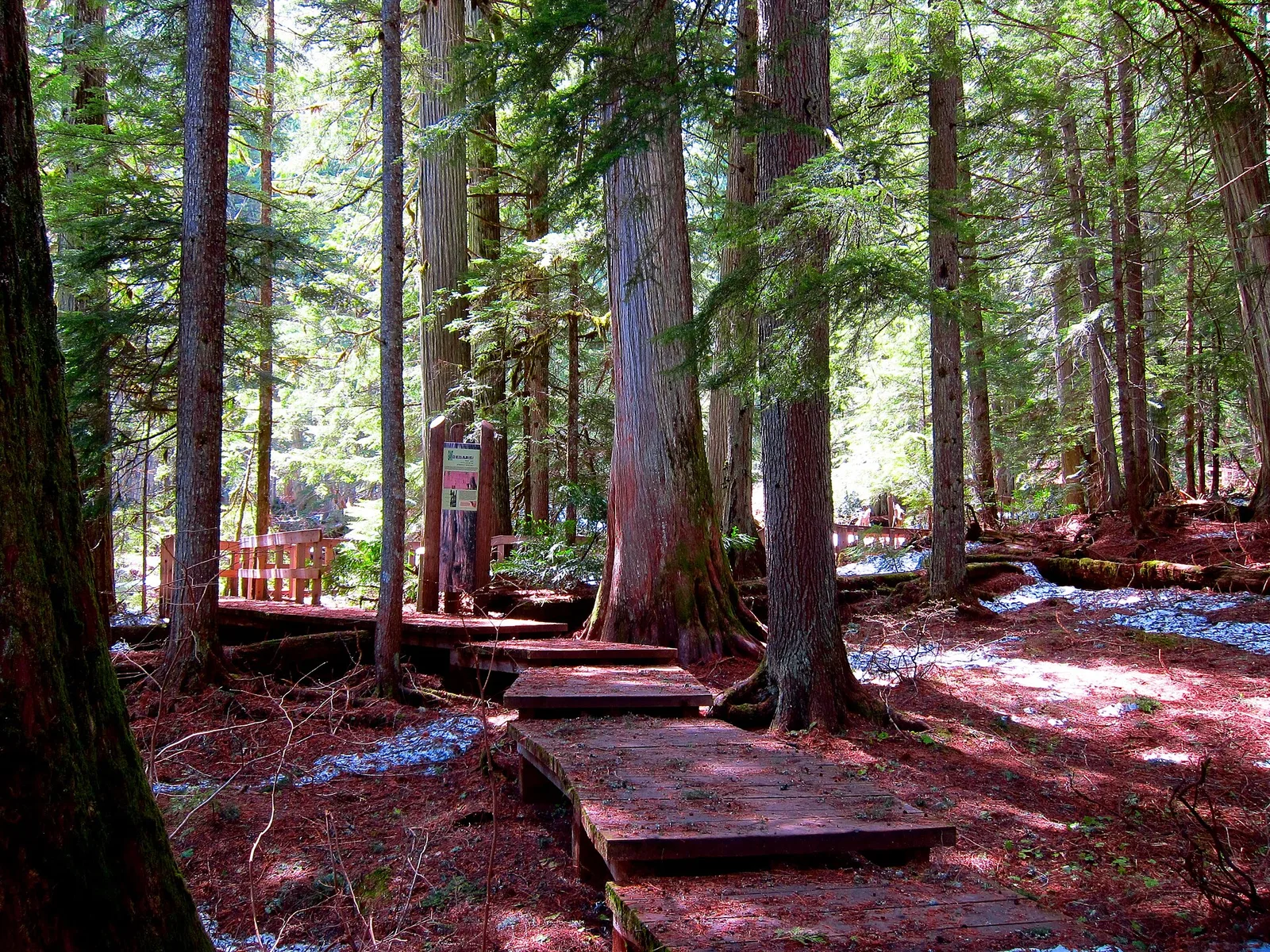 Mount Revelstoke National Park 02 — Revelstoke airbnb marketing
