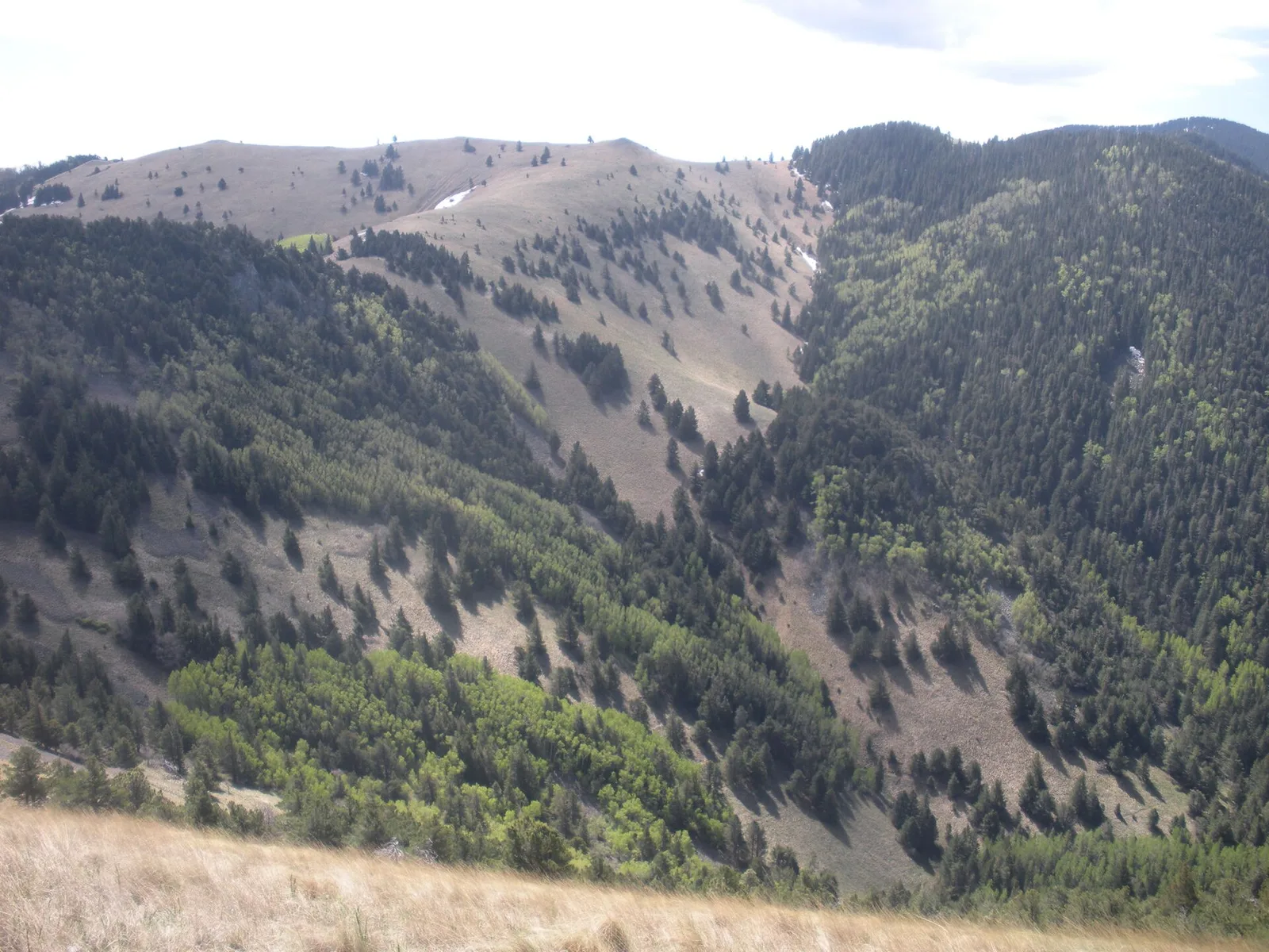 Lincoln National Forest along Crest Trail Terrain — Ruidoso airbnb marketing
