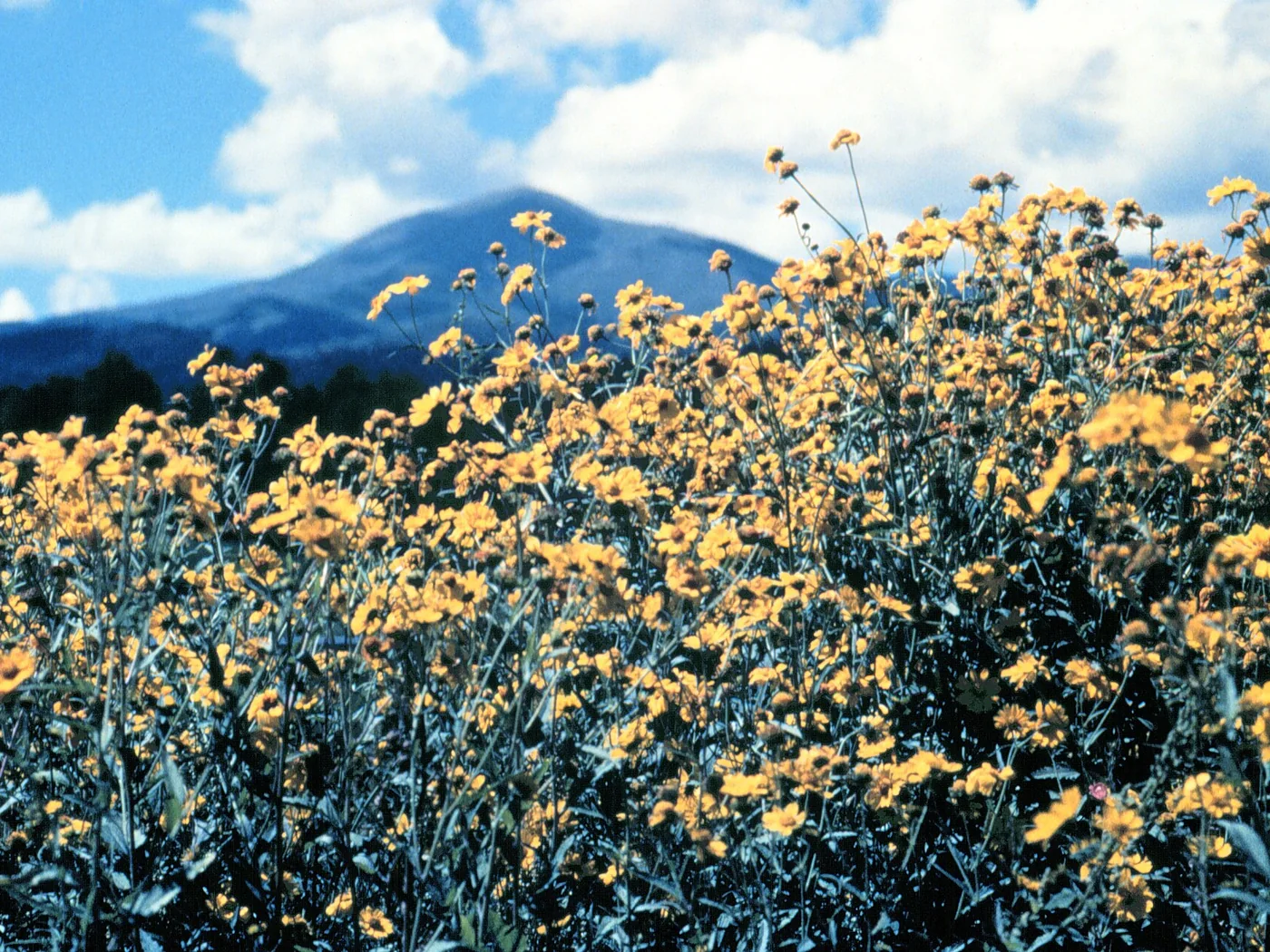 Sunflowers and Sierra Blanca — Ruidoso airbnb marketing