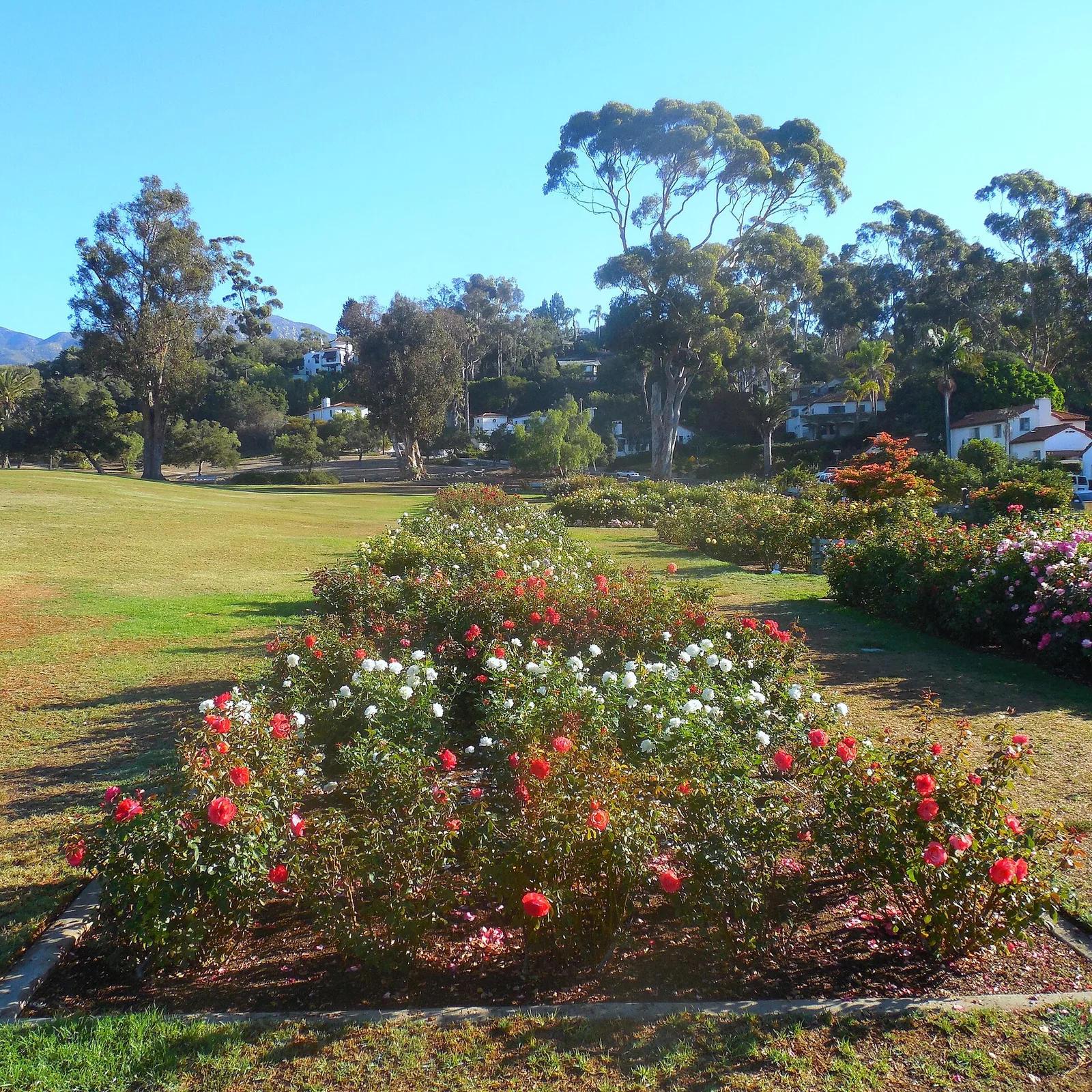 SB MissionParkACPostelRoseGarden3 — Santa Barbara airbnb marketing