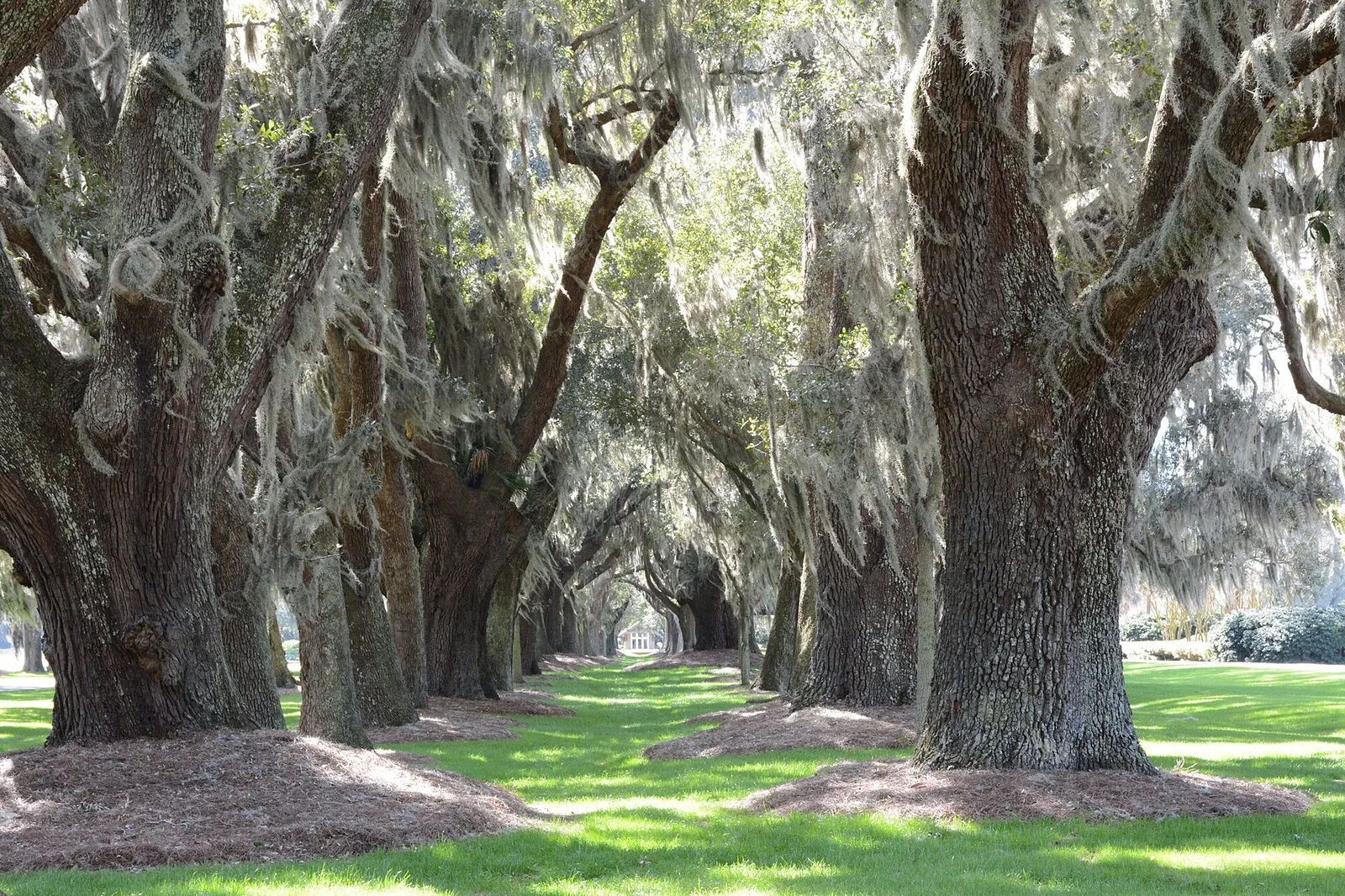 Avenue of Oaks, St. Simons Island, Georgia, USA — Sea Island airbnb marketing