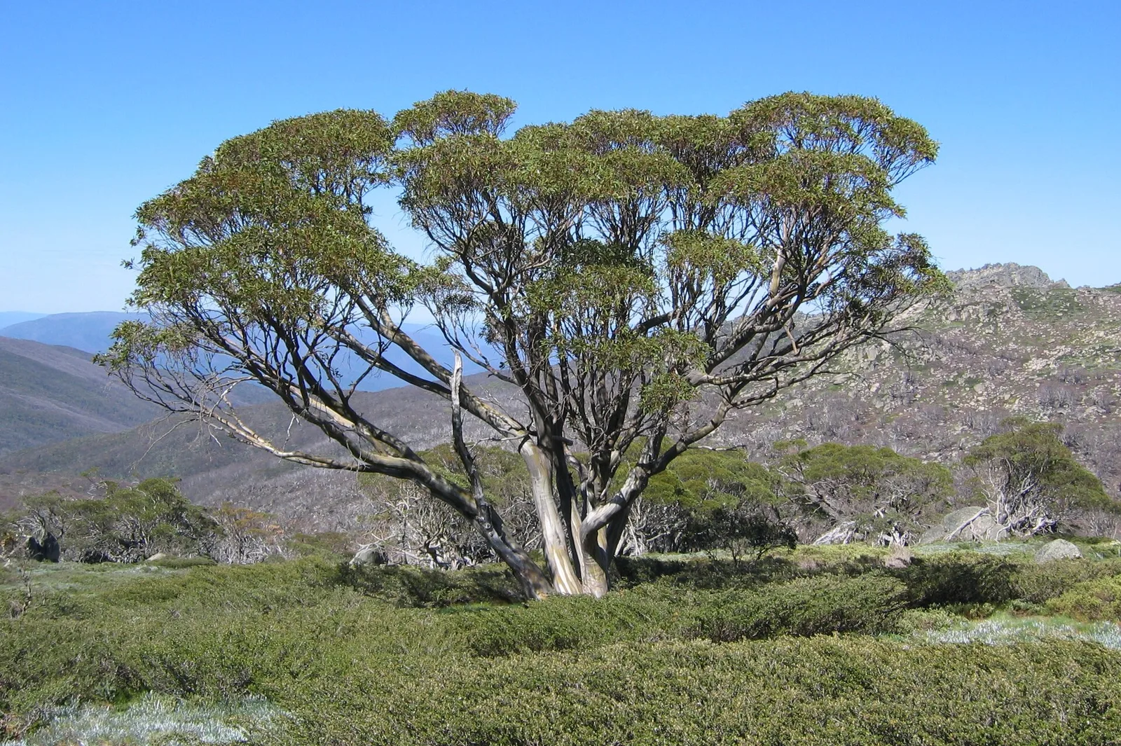 Snow Gum on the Dead Horse Gap Walk — Snowy Mountains airbnb marketing