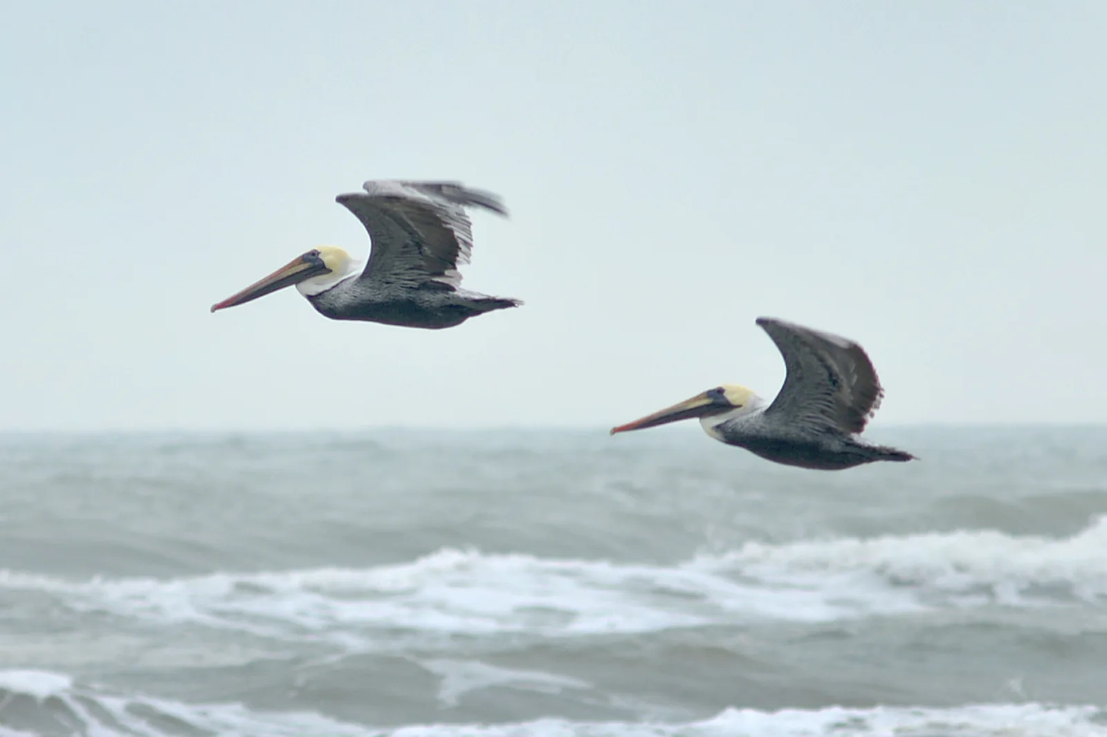 Brown Pelicans, Padre Island National Seashore, Kleberg Co, TX; 2 Nov — South Padre Island airbnb marketing