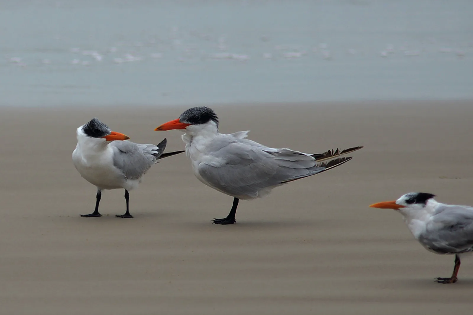 Caspian terns and royal tern, Padre Island National Seashore (November — South Padre Island airbnb marketing