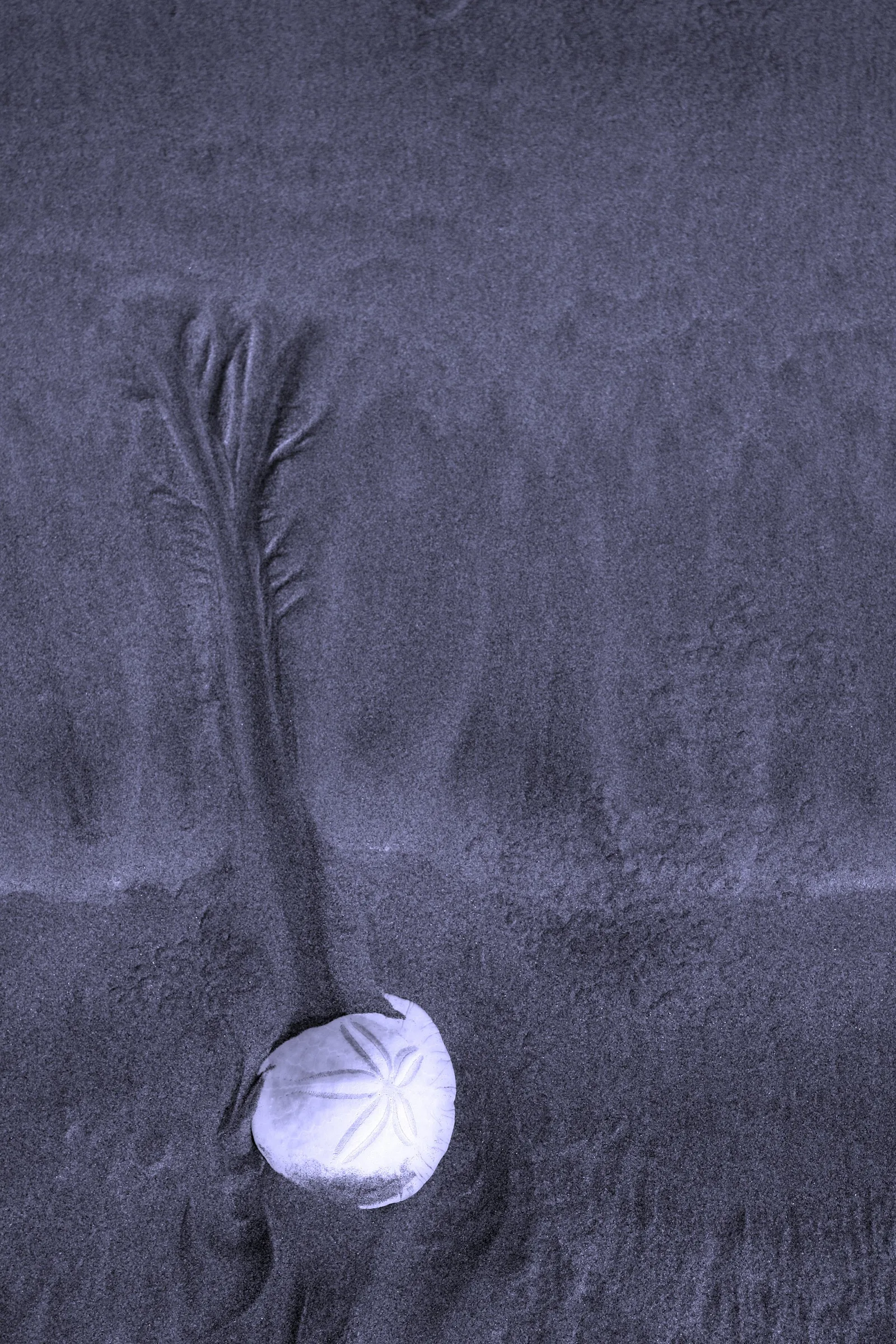 Sanddollaronbeachtofinokjfmartin — Tofino airbnb marketing