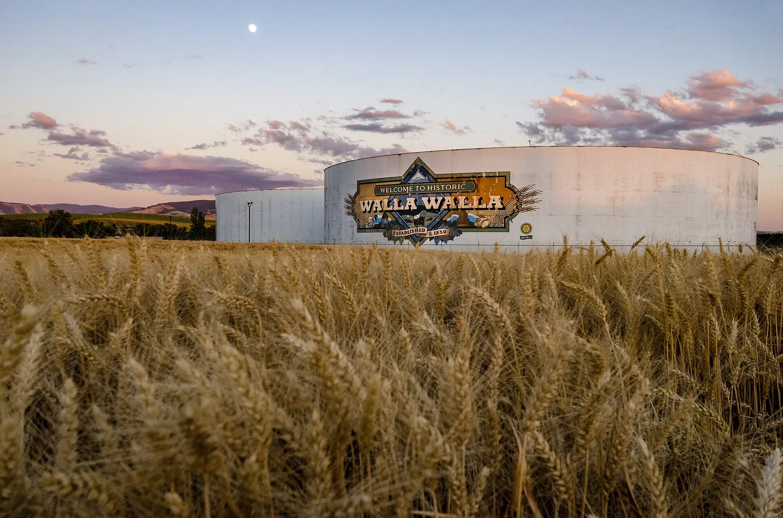 Wheat Field in Walla Walla, Washington, — Walla Walla airbnb marketing