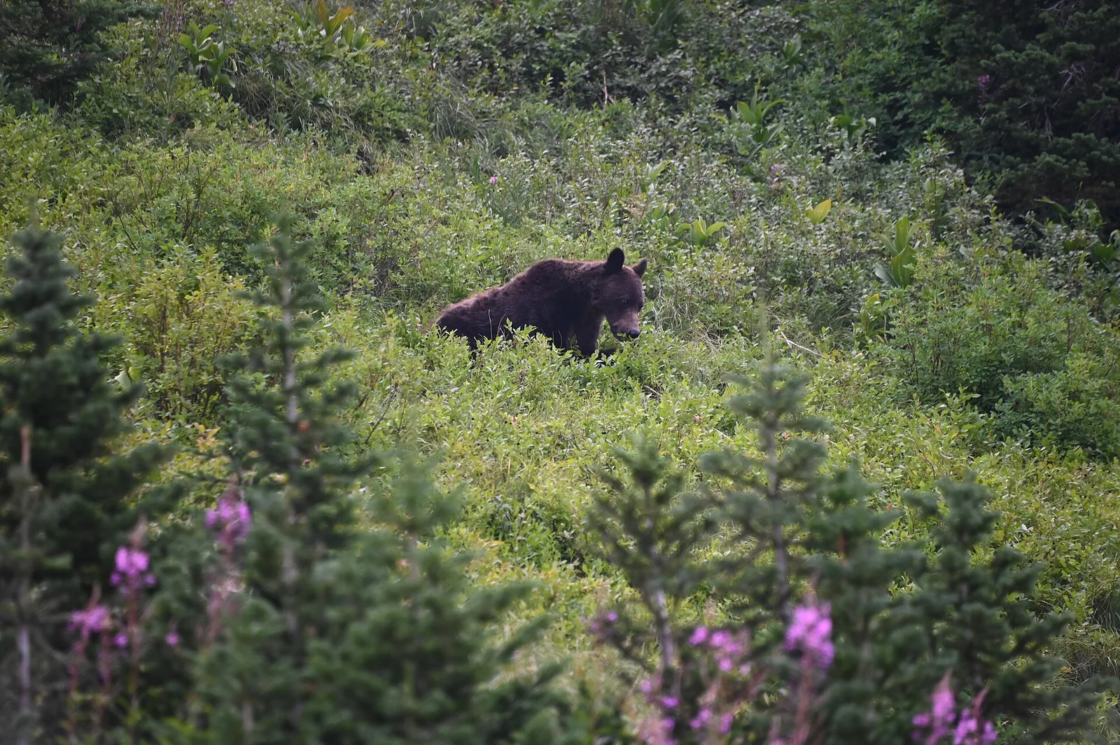 A Berry Hillside — Whitefish airbnb marketing