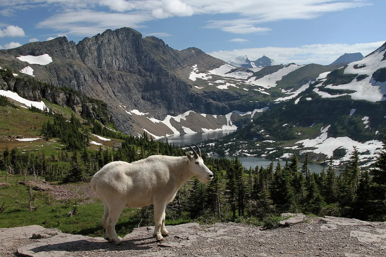 Mountain Goat at Hidden Lake — Whitefish airbnb marketing