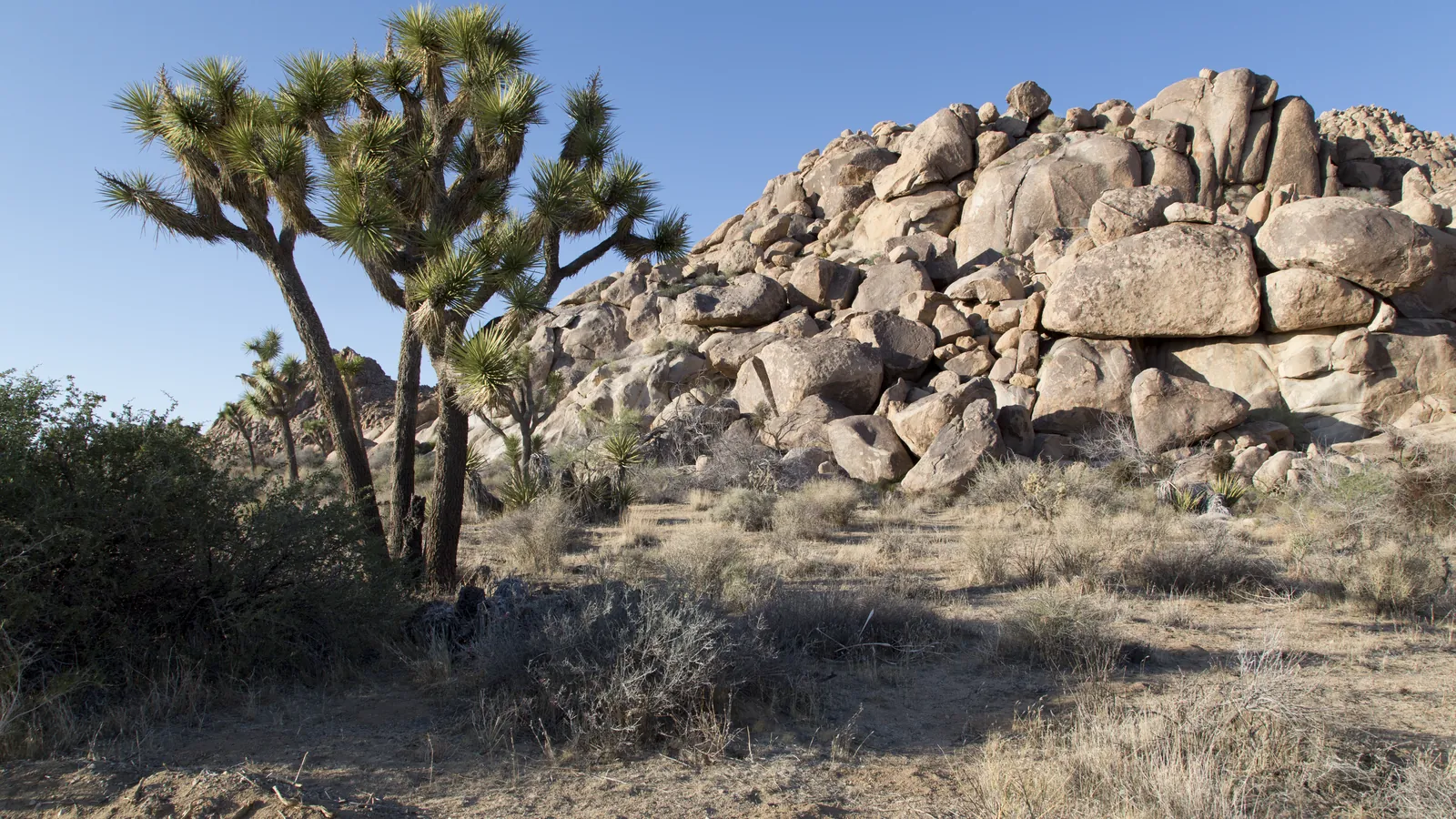 Joshua trees and granite boulders near the town of Joshua Tree, California