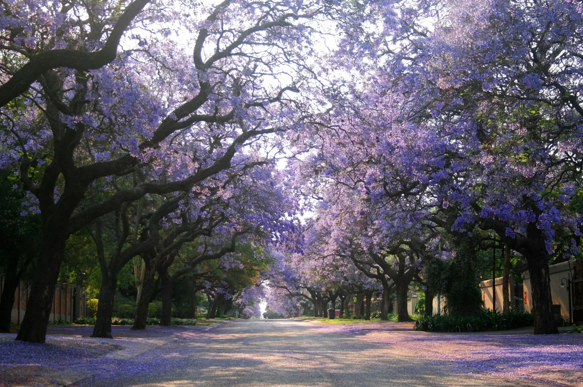 Jacaranda trees in bloom along Olivier Street, Pretoria (shows Pretoria, not Johannesburg)
