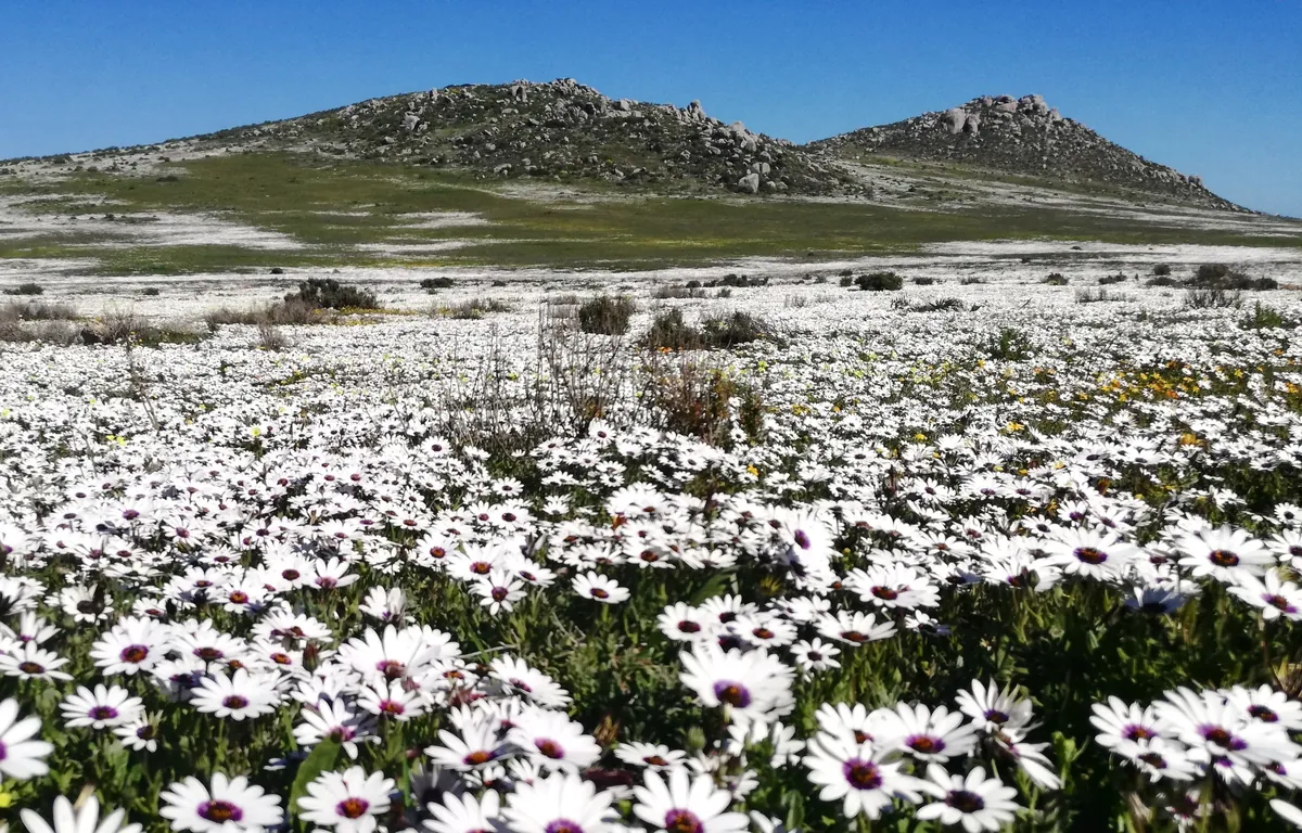 White spring daisies covering the Postberg section of West Coast National Park, near Langebaan (inside the national park, not a town)