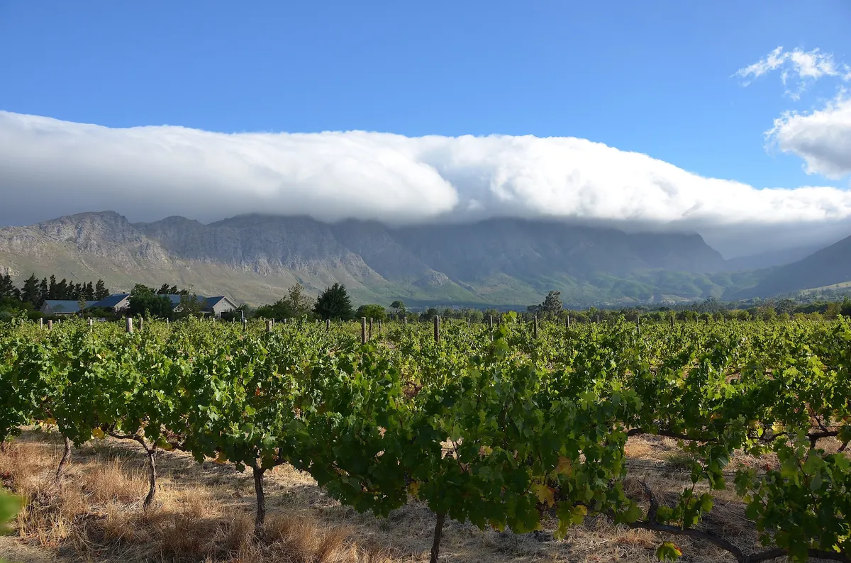 Vineyard near Franschhoek with cloud rolling over the mountains behind it, Cape Winelands